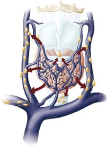 Thyroid